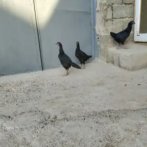 Чуҷаҳои Сиёҳ, Турсунзаде