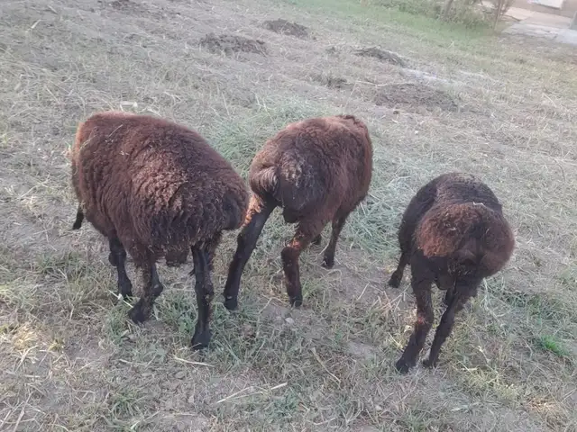 3 кушкор, Ҳисор