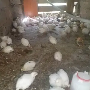 Чучаи ломан браун, Бохтар (Курган-Тюбе)