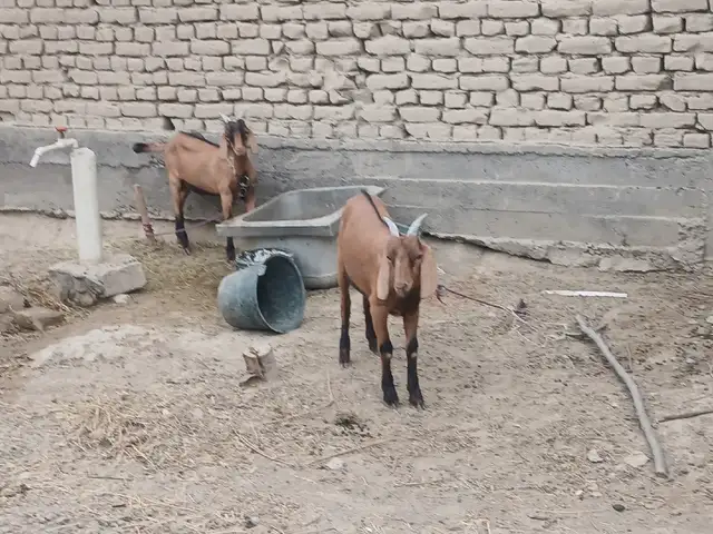 Бузи альпийский, Худжанд