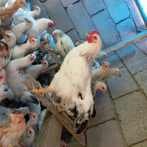 Чучаи Рябушка, Гиссар