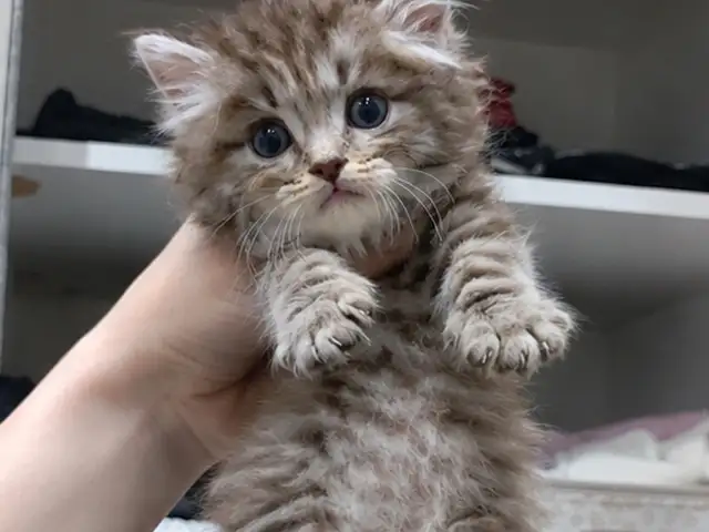 Шотландский прямоухий котёнок, Душанбе - 3