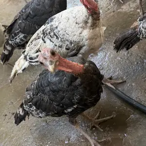 Индюк бо чучахош, Душанбе