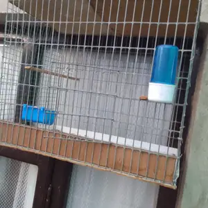 Кафас, Бободжон Гафуров