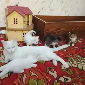 Котята, Худжанд