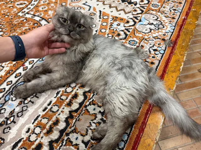 Вислоухая кошка, Хуҷанд