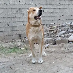 Саги Алабай, Варзоб