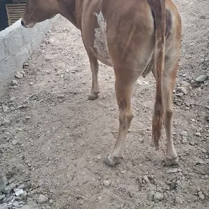 Гуночин, Душанбе