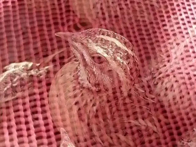 Бедона, Душанбе