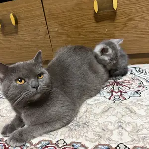 Шотландская прямоухая кошка и Котенек, Душанбе