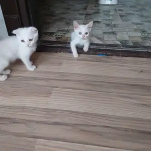 Шотландский котёнок, Худжанд