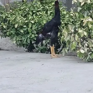 Дакан, Хуҷанд