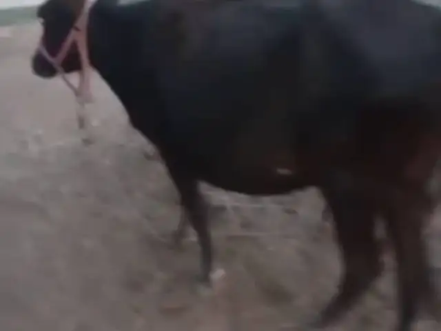 Гов, Рӯдакӣ