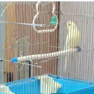 Попугай, Душанбе