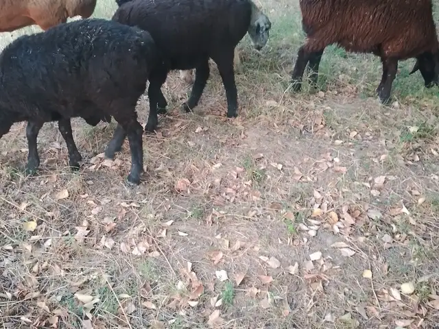 Гусфанд, Душанбе