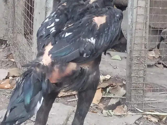 Дакан чуча, Ҳисор