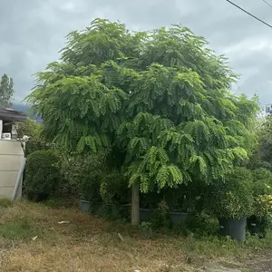 Акация, Душанбе