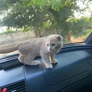 Шотландская кошка, Душанбе