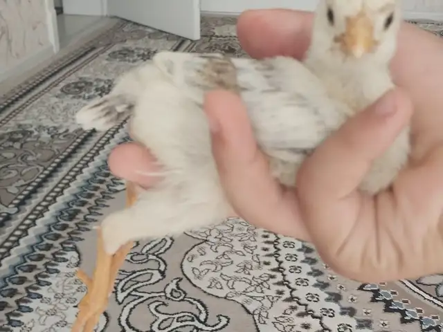 Дакан, Душанбе
