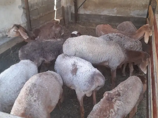 Кушкор, Хуҷанд