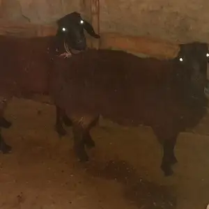 Гусфанд, Вахдат