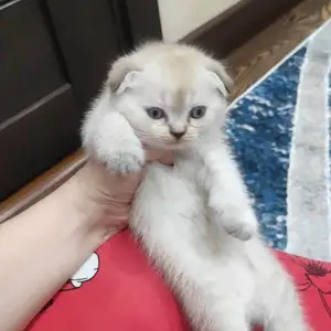 Шотландская вислоухая кошка, Душанбе