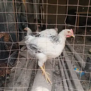 Чучахои рябушка ва ломан бравн, Гиссар