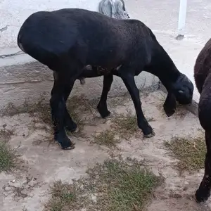 Гусфанд, Душанбе