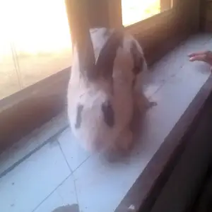 Харгуши бугуз, Вахдат