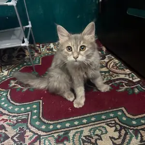 Кошечка, Душанбе