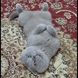 Шотландский вислоухий кот на вязку, Душанбе
