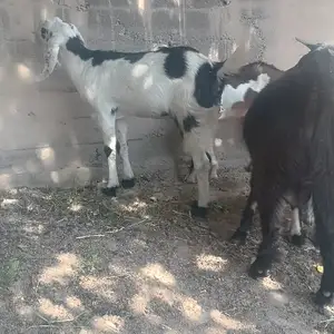 Бузи Пакистан, Турсунзаде