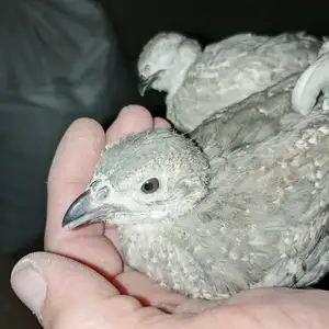 Дулан эрони, Душанбе