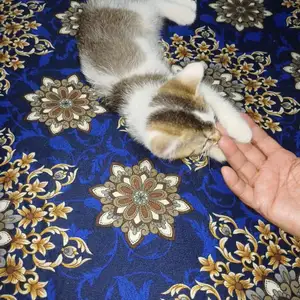 Британски кошка, Хамадани