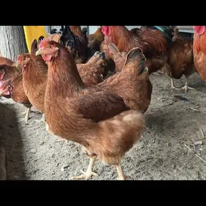 Чучаи ломан, Худжанд