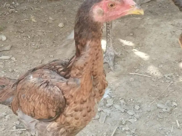 Дакан, Худжанд
