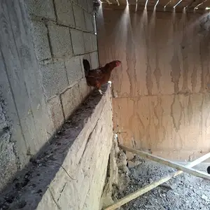Мурги тухум кун, Худжанд