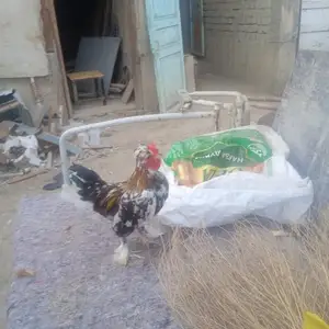 Хуруси японча, Исфара