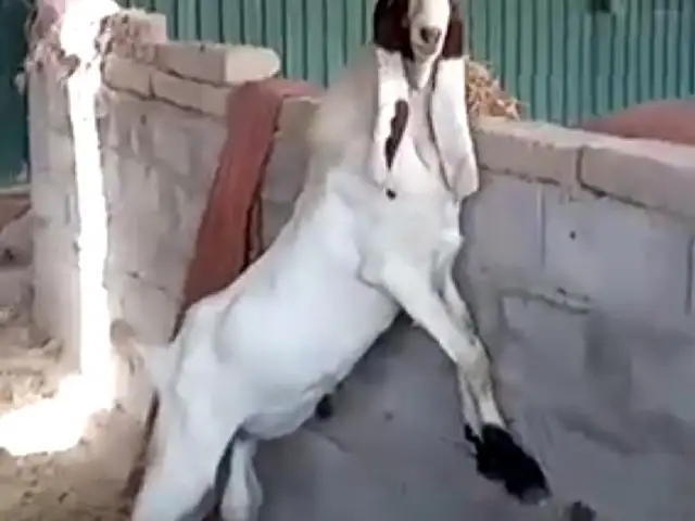 Така, Ҷалолиддин Балхӣ (Румӣ)