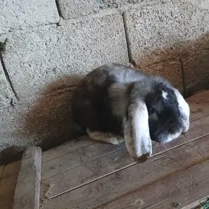 Французский баран, Душанбе