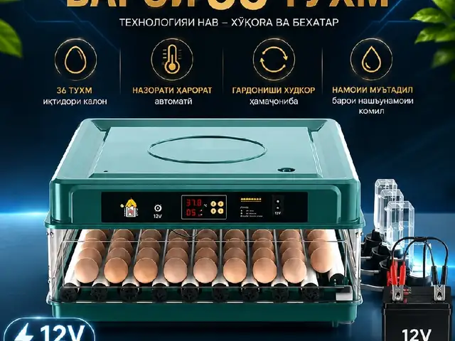 Инкубатор, Шахринав
