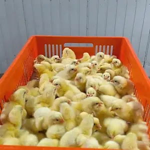 Чучаи бройлер, Душанбе