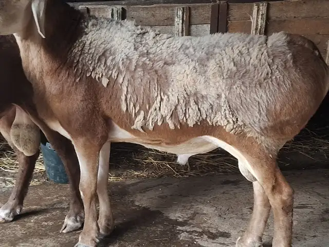 Кушкори фарбех, Худжанд