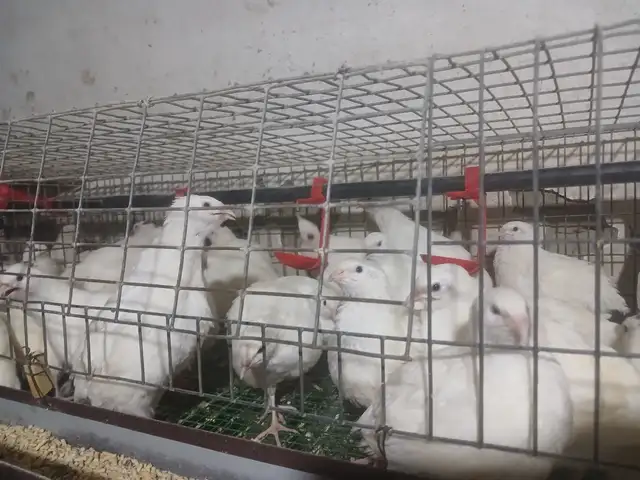 Бедона, Худжанд