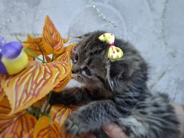 Шотландская вислоухая девочка, Худжанд
