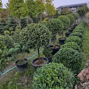 Дерево Ёсамин, Душанбе