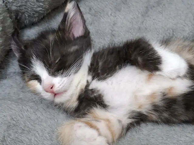 Котенок, Душанбе - 7