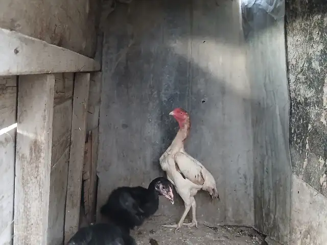 Мурги даканг, Хуҷанд