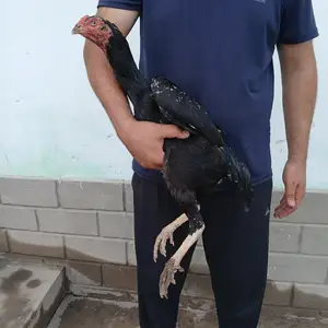 Дакан, Гиссар