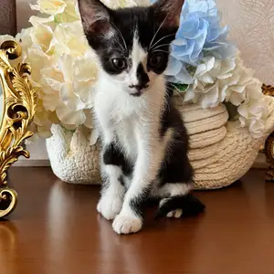 Котенок девочка, Худжанд